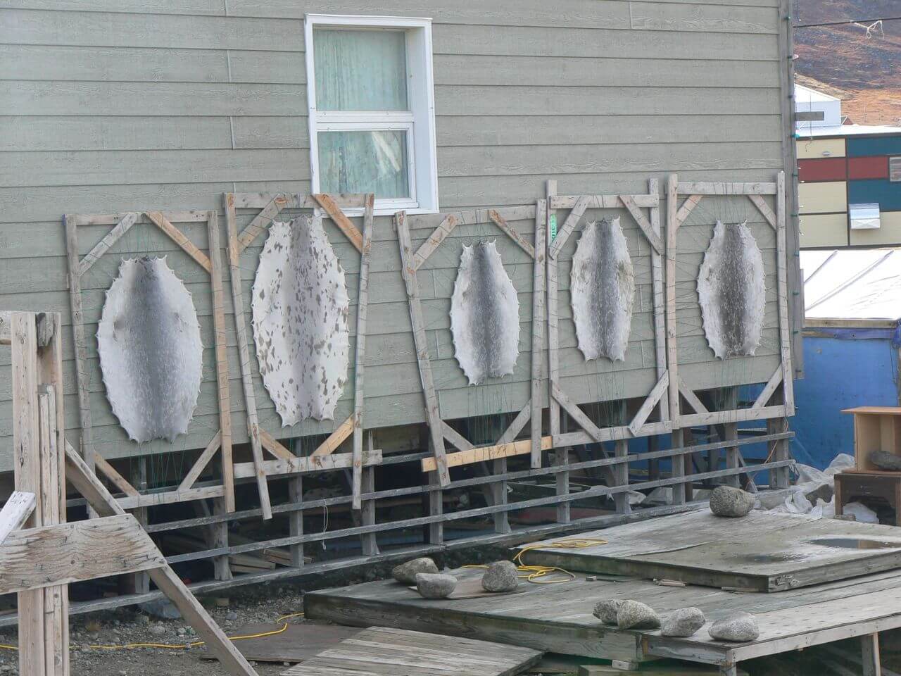 Pelts drying on racks