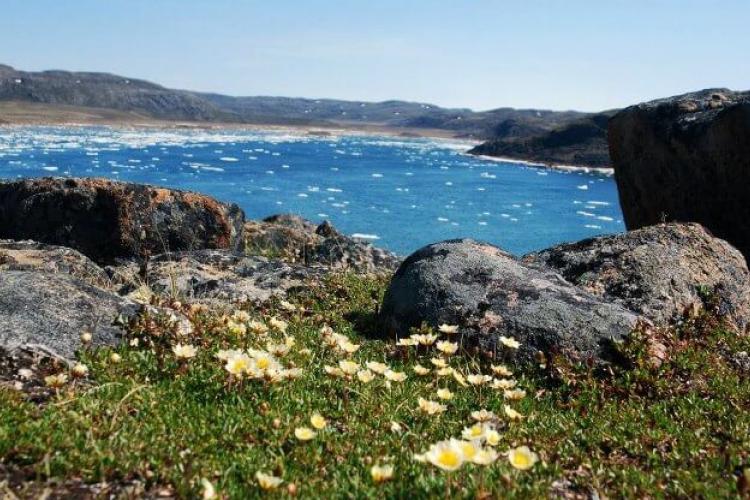 Meadow, overlooking shoreline